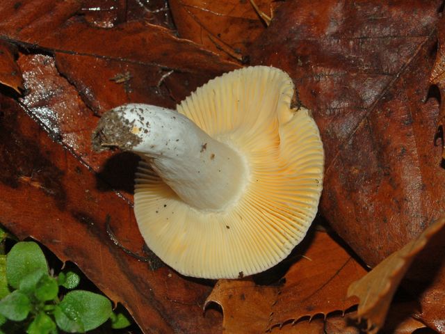 Un fungo dal colore rosato (Russula sp.)